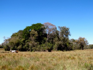 Ranch, savanna, forest. La pacho flowers are visible in late winter.
