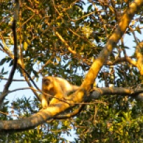 Dichromatic howler monkeys (Alouatta caraya)