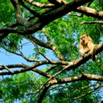 Female howler monkey. Their larger size and activity patterns make them easier to capture on camera!